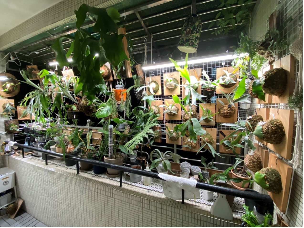 吳宗育總監分享自疫情後開始與家人在住居的景觀陽台養護植栽
(Source:MUJI RENOVATION 設計企劃室吳宗育總監提供)