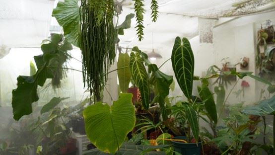 陳普於工作室使用加濕器以及讓植物群聚,打造「微氣候」。
(Source:雄本老屋規劃有限公司 提供)