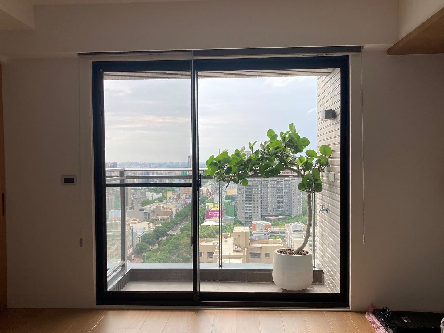 海葡萄特性耐風又耐熱,為許多人作為陽台的大型觀賞植栽。
(Source:菩提園藝 Puti Plant Shop )