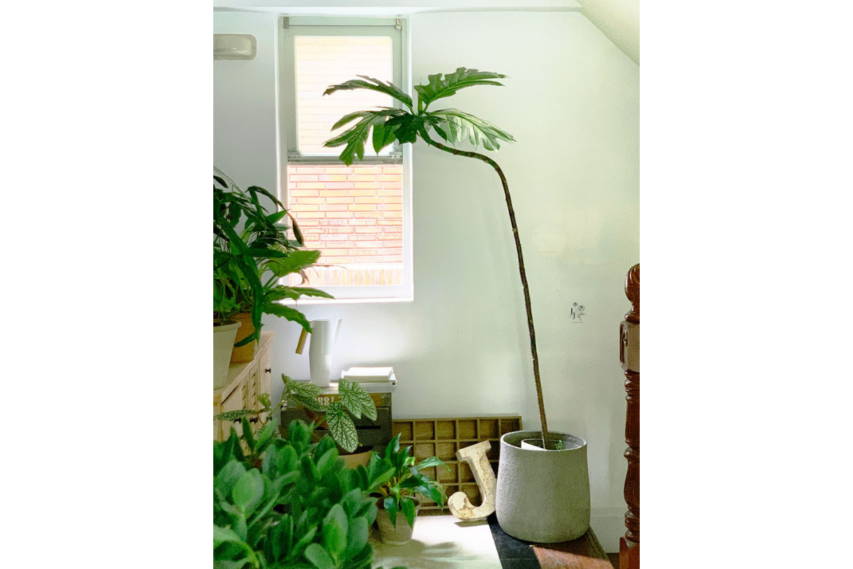 將植栽轉置室內空間中,須留意室內環境有散光進入並且通風良好的位置。
(Source:花間散步 花草植物美學 提供)