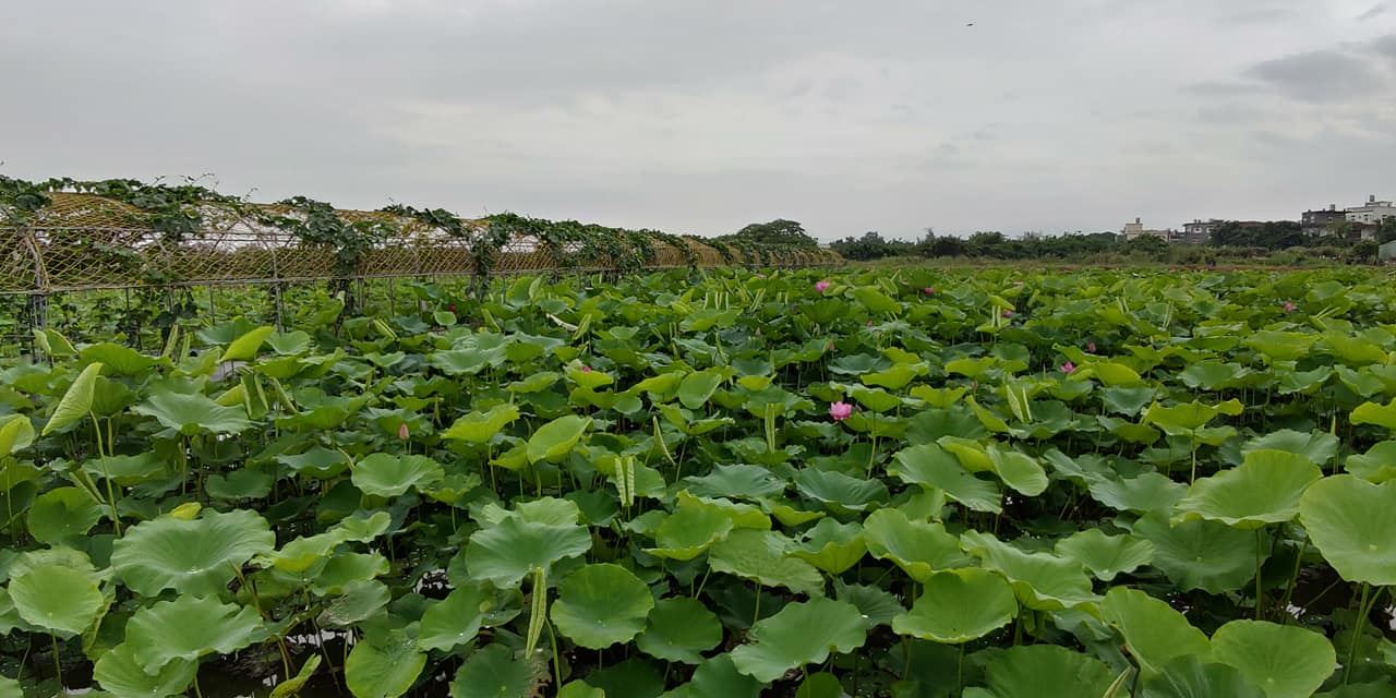 桃園市觀音區樹林里將滯洪池兼用為蓮花池，並在一旁種植絲瓜（Source：觀音樹林蓮荷防災農場臉書）