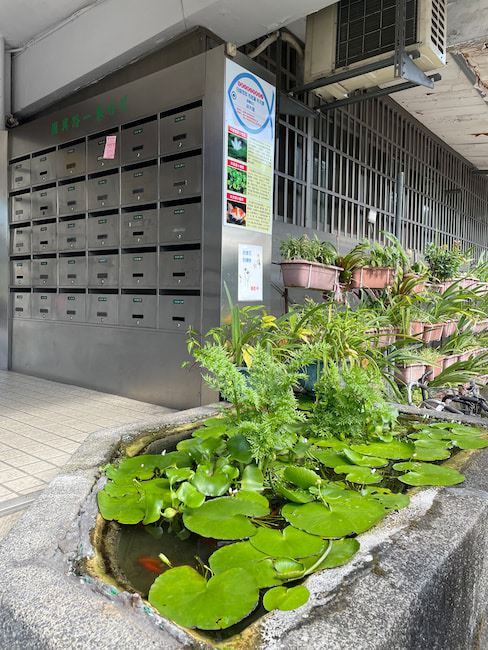 騰雲里的綠色角落，在國宅門口也能見養魚的小水池（Source: 劉學墉攝）