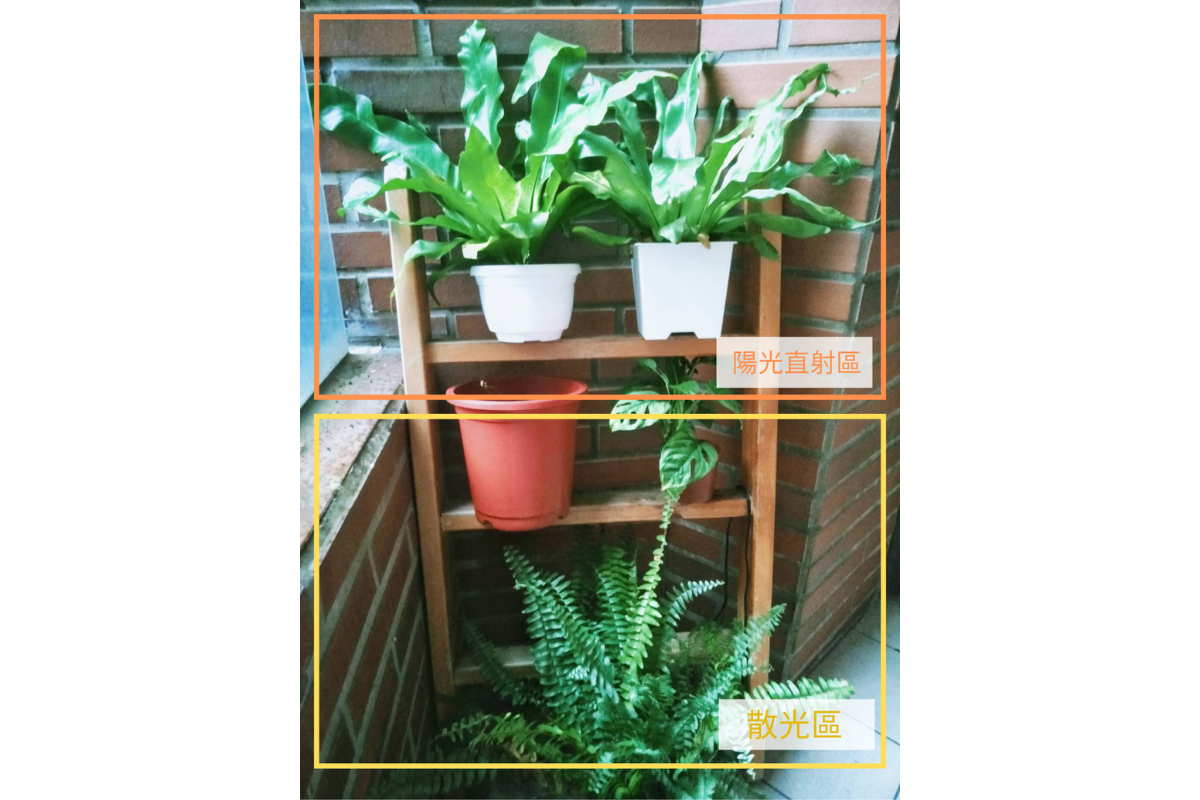 一個層架能同時有各種不同特性的植栽