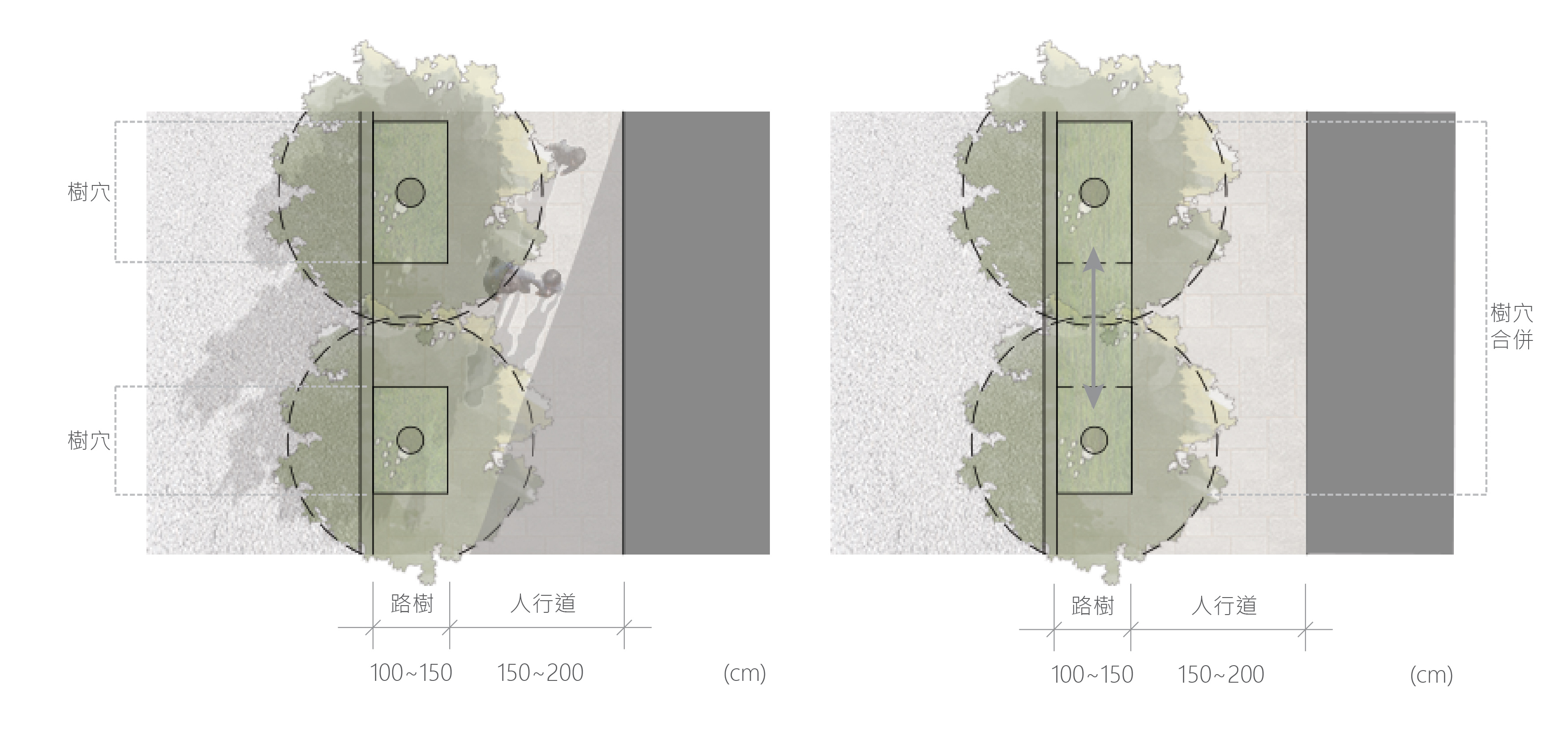 (樹穴規劃示意。)