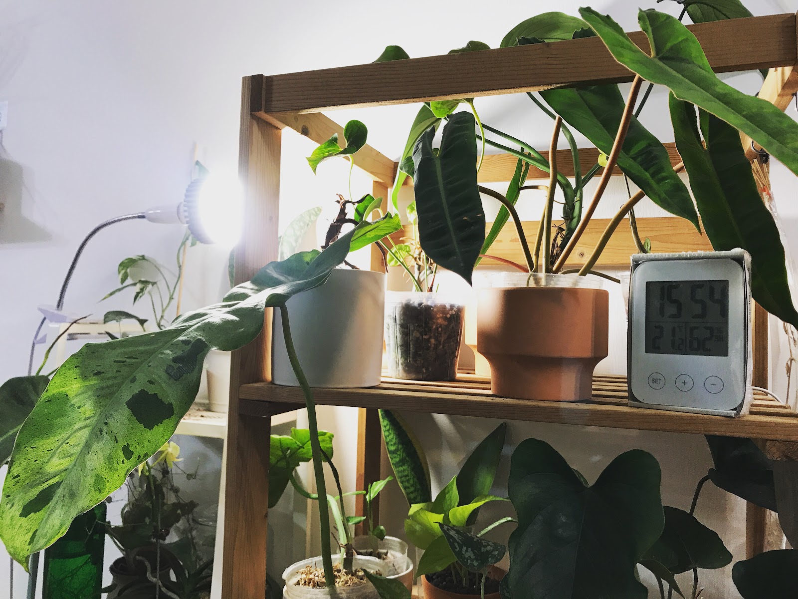 善用小工具輔助，生長燈、溫濕度計與層架來分區照顧植物（source: 劉修岑拍攝）