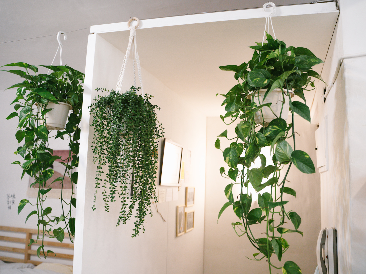 垂掛類植物適合佈置在家中玄關，營造出植感風的門簾（source: 無憂室提供）