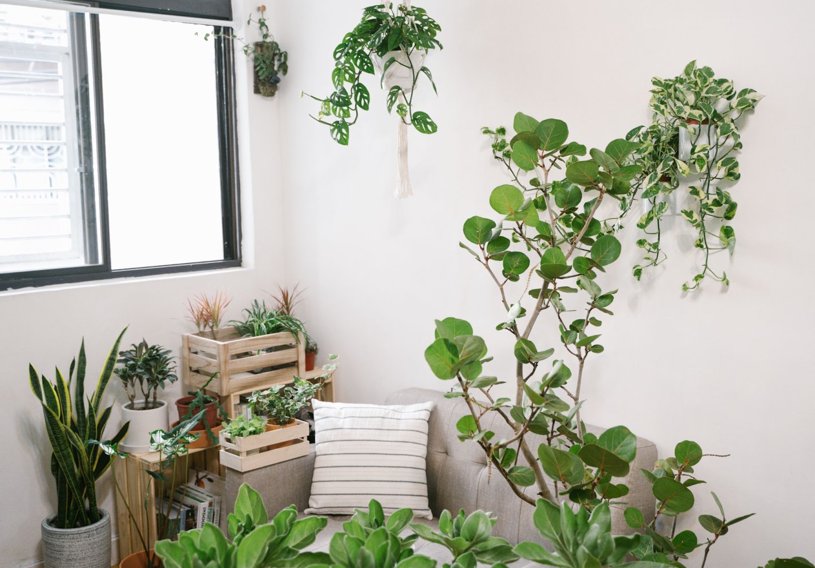 可以利用大型或中型植物營造客廳穩重感（source: 無憂室提供）