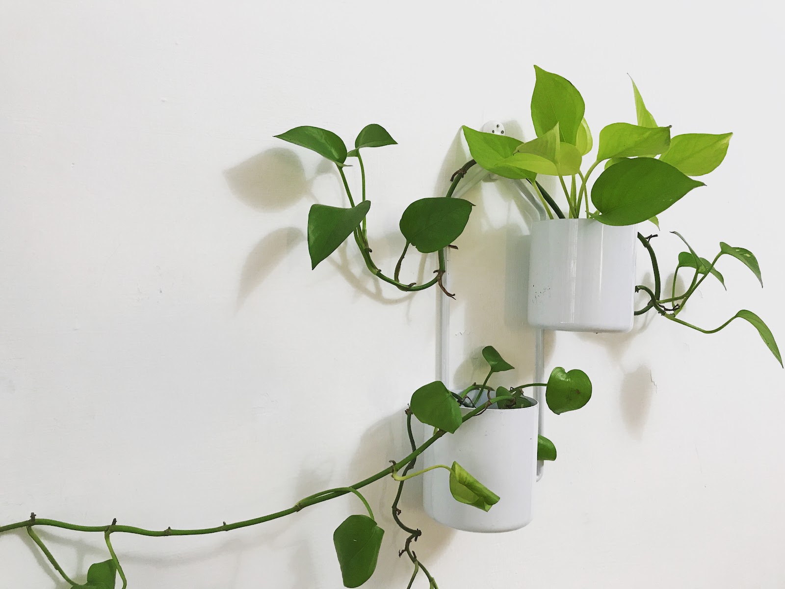 若是想讓植栽有攀爬感，可以利用無痕透明掛鉤固定枝條（source: 劉修岑拍攝）