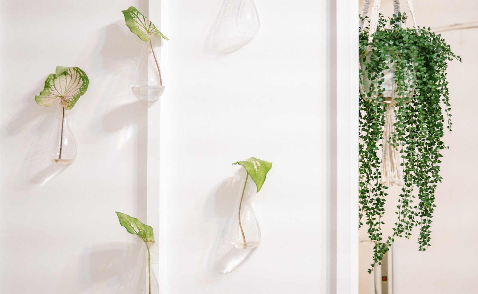 臥室牆面可利用小型水培植物妝點（source: 無憂室提供）